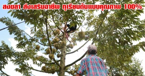 สงขลา | จัดกิจกรรมส่งเสริมอาชีพด้านการเกษตรตามอัตลักษณ์และภูมิปัญญาท้องถิ่น พร้อมกำหนดแนวทางการพัฒนาทุเรียนจังหวัดสงขลา สู่ทุเรียนต้นแบบคุณภาพ 100%