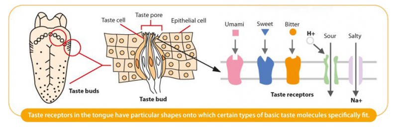 กลูตาเมตในนมแม่ – อูมามิจากธรรมชาติ